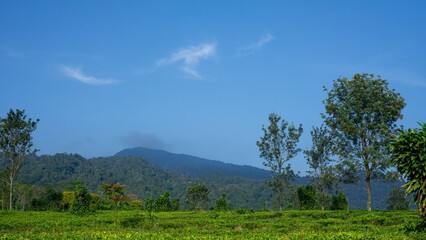 Obraz premium forest in the mountains
