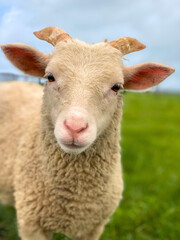 Cute lamb or sheep looking in to the camera with green blue landscape