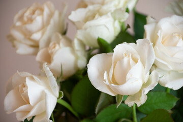 白薔薇