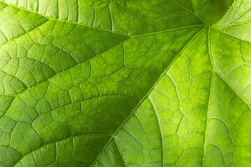 A fragment of a green, sunlit leaf with veins as texture. Macro photography