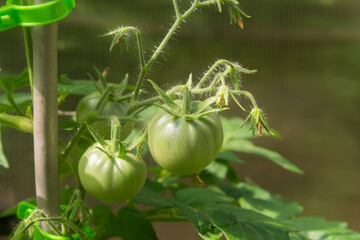 A bunch of green and red tomatoes grows on a bush in a greenhouse