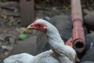 Beautiful White Female Village Chicken