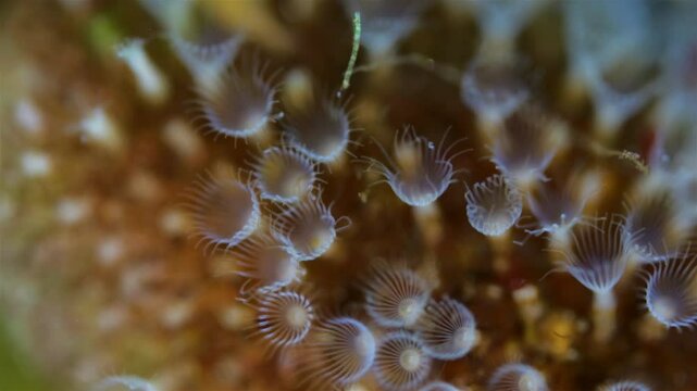 Colony of Bryozoa Flustrellidra hispida under a microscope, family Flustrellidridae. They feed on suspended particles in the water. White Sea.