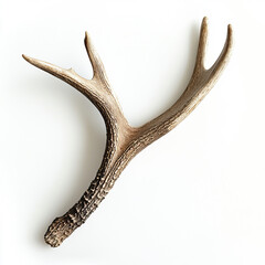 Fototapeta premium deer antler shedding on isolated white background