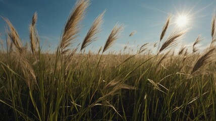 Obraz premium Nature's Tranquility: Grassy Field at Sunrise