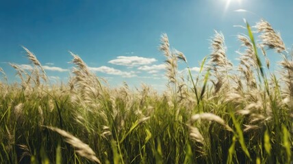 Obraz premium Nature's Tranquility: Grassy Field at Sunrise