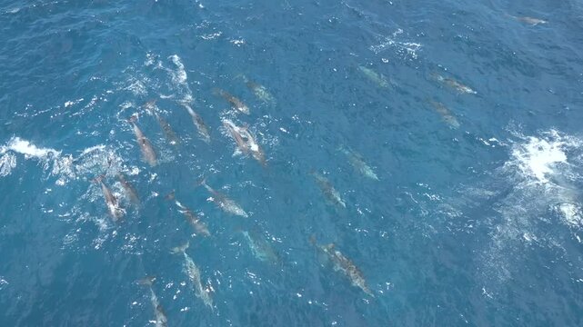 Aerial view of dolphins swimming in blue ocean in Bali, Indonesia