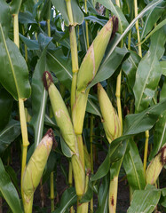 Maiskolben kurz vor der Ernte