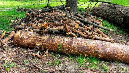 A pile of branches and the trunk of a felled pine tree