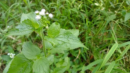 A close-up shot of a small white wildflower with green leaves, surrounded by green grass.