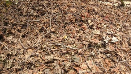 A close-up shot of a pile of dry leaves and branches on the ground.