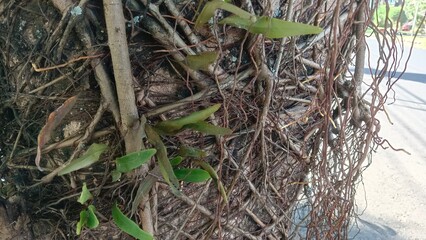 Close-up of a tree trunk with many tangled roots and a few green leaves growing on it.