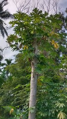 Fototapeta premium A papaya tree with green leaves and a bare trunk against a cloudy sky.