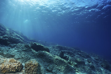 Underwater. Underwater Background Of The Ocean Bottom. Dark blue ocean surface seen from underwater. Underwater with fishes. Turquoise ocean water with sandy bottom underwater. Underwater world.