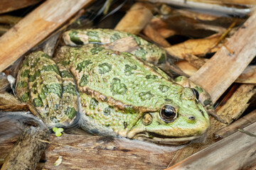 Green marsh frog beetwen stickes - żaba śmieszka - closeup