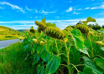 green field and flowers