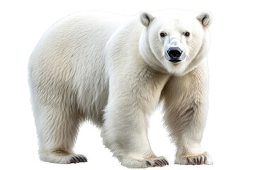 Fototapeta premium Polar bear full-length on transparent background