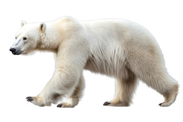 Polar bear side view on transparent background