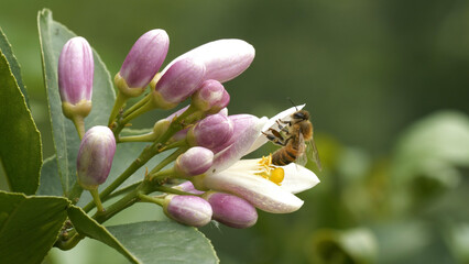 Macro shot of honey bee collecting honey and pollen from flowers.