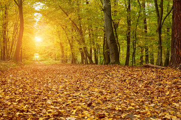Autumn Forest with Yellow Leaves and Dirt Road.
