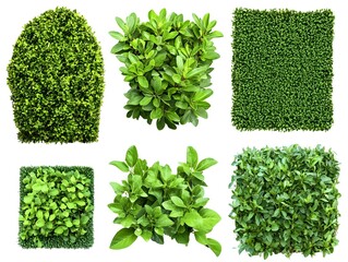 Naklejka premium Diverse Green Garden Bushes Backdrop for Landscaping and Nature Design