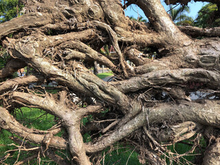 Close up of soiled tree roots uprooted from the ground