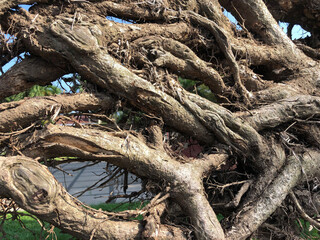Close up of soiled tree roots uprooted from the ground