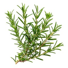 Fototapeta premium Freshly Picked Rosemary Branch on White Background