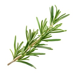 Fototapeta premium Rosemary Branch on White Background Isolated Herb for Culinary or Medicinal Use