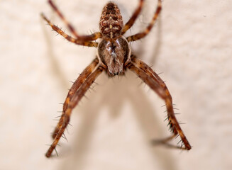 Photo macro détaillée d'une araignée brune sur une surface blanche avec des pattes épineuses