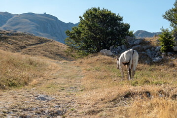 Cow photographed from behind in the mountain