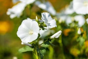 white lavater flower in the garden