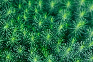 solid background of cypress milkweed