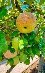 apples on a tree