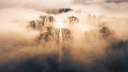 Autumn Morning in the Fog