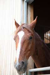 Obraz premium Schönes Pferd schaut aus seiner Box