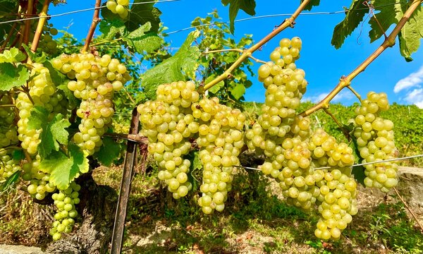 Chasselas grapes on vine in the region of Geneva lake in Switzerland