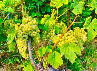 Chasselas grapes on vine in the region of Geneva lake in Switzerland