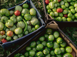 Harvested tomatoes in boxes on village farm