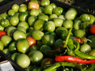 Harvested tomatoes and chilli peppers on village farm
