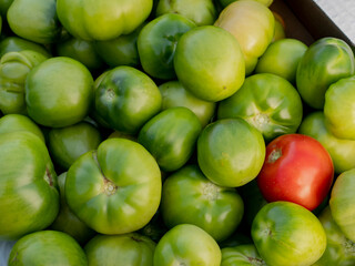 Harvested tomatoes on village farm