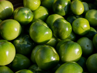 Harvested tomatoes on village farm