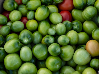 Harvested tomatoes on village farm
