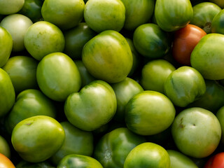Harvested tomatoes on village farm