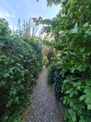 grüner Fußweg mit hohen Sträuchern / Büschen in Berlin Treptow