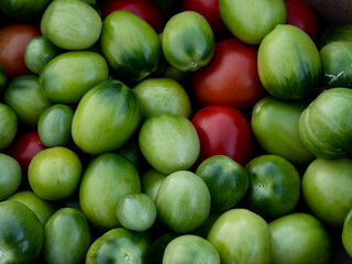 Harvested tomatoes on village farm