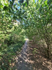 grüner Fußweg mit hohen Sträuchern / Büschen in Berlin Treptow