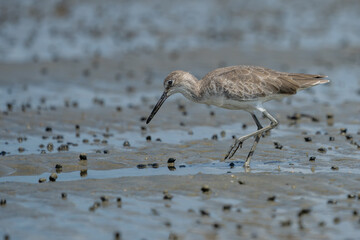 Eastern Willet hunting for food at low tide