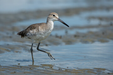 Eastern Willet hunting for food at low tide