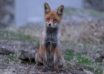 Retrato de un zorro en la Sierra de Guadarrama